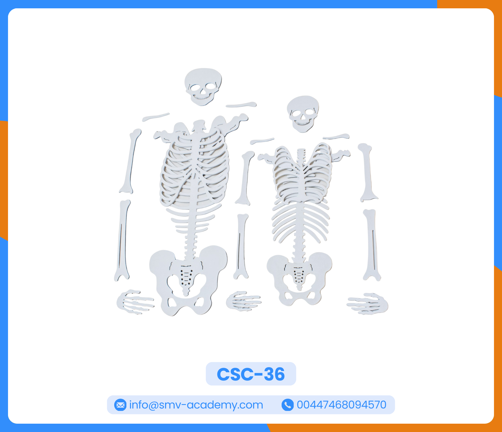 الهيكل العظمي